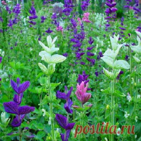 Шалфей – трава бессмертия | Друг пенсионера
Так считали древние греки. А моя бабушка любила говорить: «У кого в саду шалфей, тому доктор не нужен». У неё и, правда, было несколько клумб с этой целебной травой.