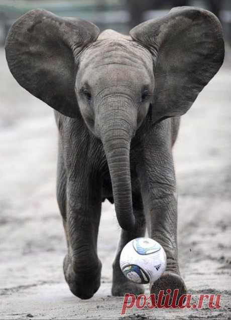 funny-baby-elephant-4.jpg (500×694)