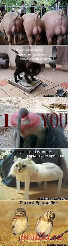 Смешные жывотные )))