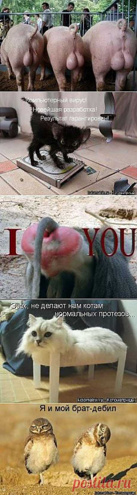 Смешные жывотные )))