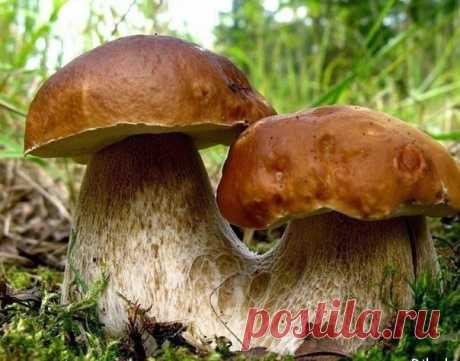 Моя любимая дача: Выращиваем грибы на даче