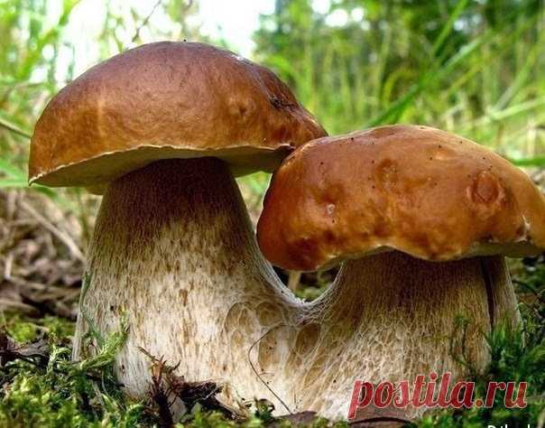 Моя любимая дача: Выращиваем грибы на даче
