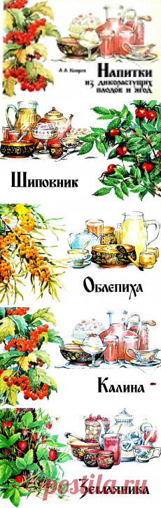 Напитки из дикорастущих плодов и ягод.
