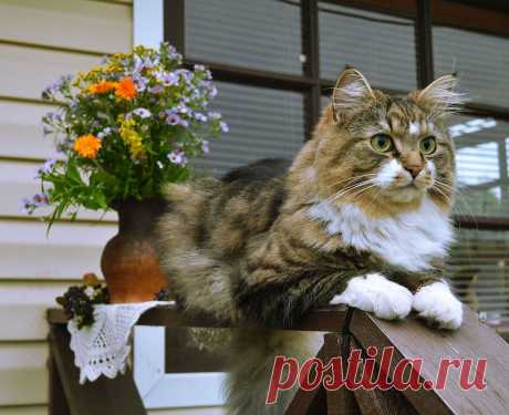 Фотографии кошек, которые достойны восхищения! | Дай лапку