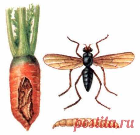 Без заголовка