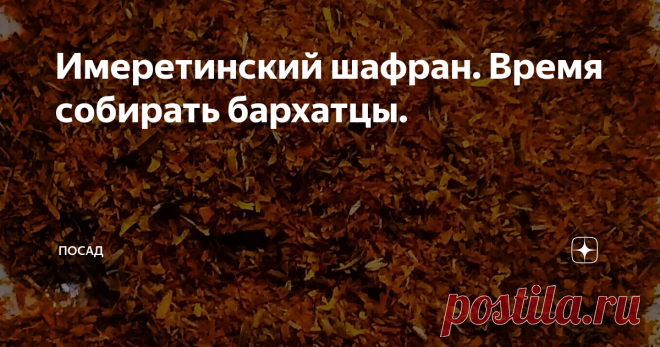 Имеретинский шафран. Время собирать бархатцы. Бархатцы - это не просто цветы, это очень полезное растение. Бархатцы помогают нам в огороде, укрепляют иммунитет и берегут здоровье. Кроме того, бархатцы - это вкусная кавказская приправа к мясным блюдам под названием имеретинский шафран.