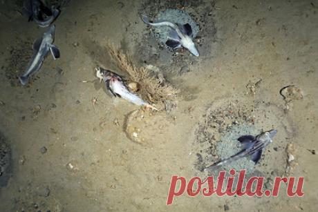 У берегов Антарктиды обнаружили нерестилище рыб размером с город. Группа немецких ученых обнаружила уникальную экосистему на дне моря Уэдделла у берегов Антарктиды, говорится в опубликованной в журнале Current Biology статье. Речь идет о нерестилище рыб, насчитывающем около 60 миллионов особей и занимающем примерно 240 квадратных километров. Это