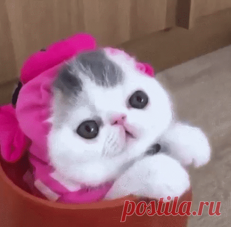 Это не глаза,это- глазища!!!