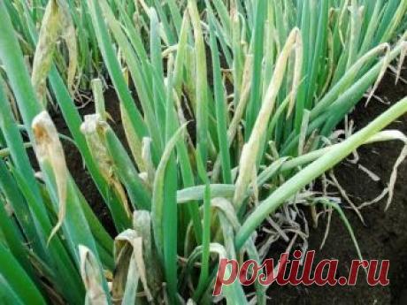 СУПЕР СРЕДСТВО ОТ БОЛЕЗНИ И ОТ ВРЕДИТЕЛЕЙ ЛУКА..