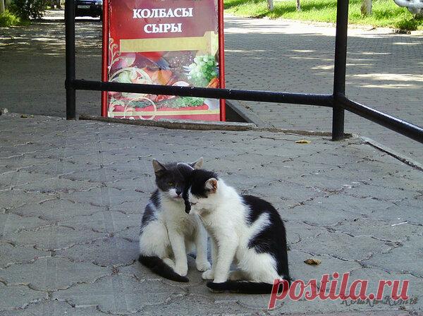 Как добыть колбасу. Из жизни двух братьев | Кошки & Коты | Яндекс Дзен

Жили-были два брата. Были они во всем друг на друга похожи. И внешностью. И характером. И, главное, вкусы у них совпадали. Самой вкусной вещью считали братья колбасу. И по этой причине жили-были не где-нибудь, а возле колбасного ларька. А где же еще жить, если любишь колбасу? Только там, где, она, любимая имеется. В широком ассортименте. Каждый день приходили братья к ларьку. И смотрели на колбасу. На ту, которая...