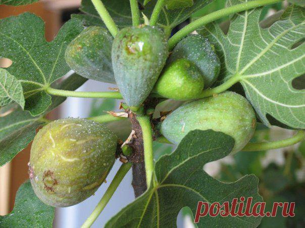 ***ОКОННОЕ ПЛОДОВОДСТВО*** | Записи в рубрике ***ОКОННОЕ ПЛОДОВОДСТВО*** | Дневник DEIZI