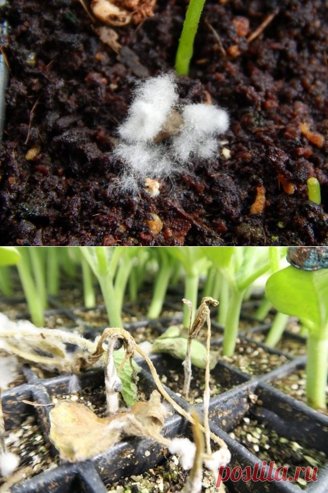 Как бороться с плесенью в рассаде