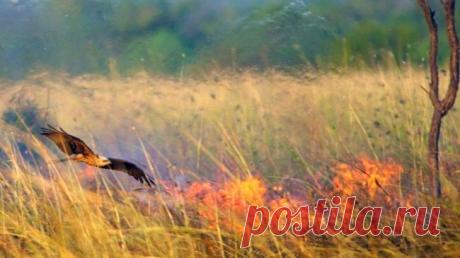 9 секретов о животных, которые нам никогда не рассказывали на уроках биологии 1. Соколы поджигают траву, чтобы выманить добычу из своих нор Оказывается, некоторые пернатые способствуют распространению лесных пожаров. Так, в Австралии зоологи неоднократно наблюдали, как соколы и...