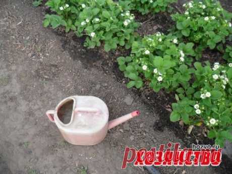 Чем нужно подкормить землянику