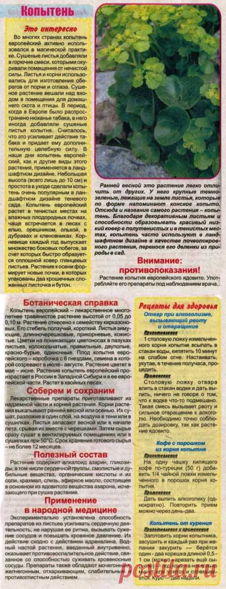 Копытень
