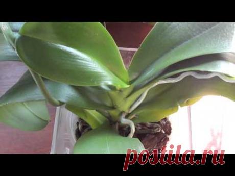 Листовая подкормка орхидеи с Доктор фоли.