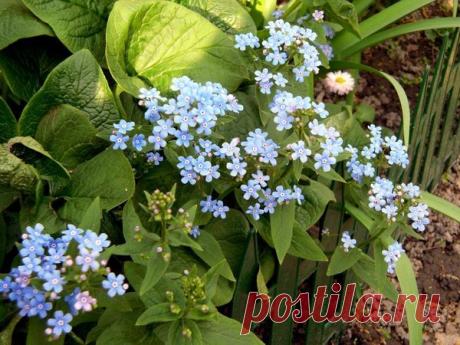 Какие есть неприхотливые цветы для дачи - советы начинающим садоводам