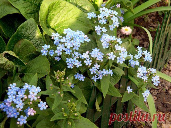 Какие есть неприхотливые цветы для дачи - советы начинающим садоводам