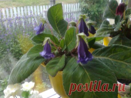 глоксинии разных цветов :белые .красные.синие бардовые.темно фиолетовые и др.