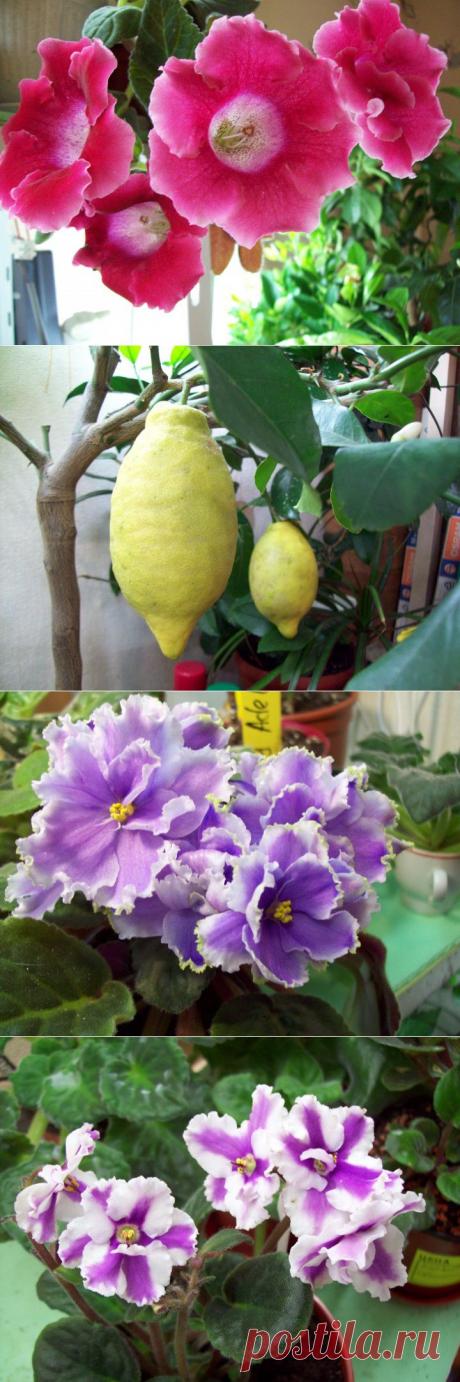 (+1) тема - Немного &quot;хитростей&quot; о поливе растений)))) | САД НА ПОДОКОННИКЕ