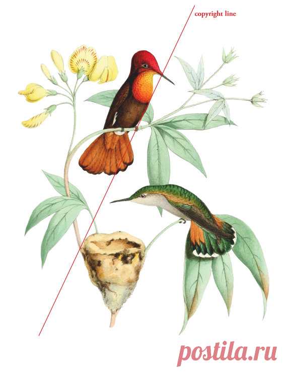 Colibríes - tatuaje temporal Este listado es para un tatuaje temporal de alta calidad.  »» El tatuaje se parece a lo real! Minutos y le dura por días. Genial para los niños y adolescentes que quieran experimentar o para probar un diseño antes de tenerlo tatuado de verdad.  »» Elegir el tamaño preferido (Nota: se refiere a la parte más larga de la imagen!)  »» Para aplicar el tatuaje, pelar el brillante forro lejos del lado adhesivo del tattoo y aplicar el tatuaje para limp...