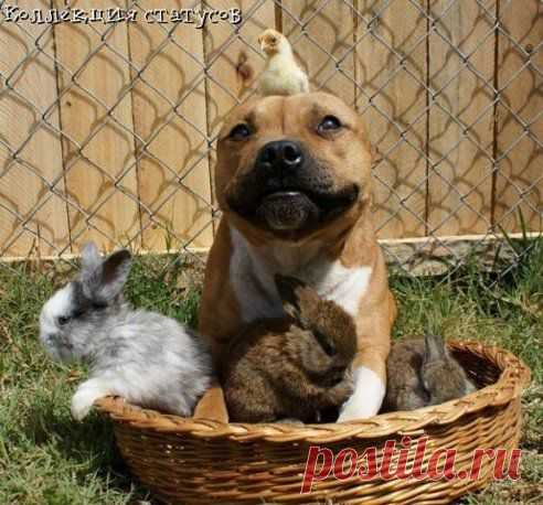 Одноклассники