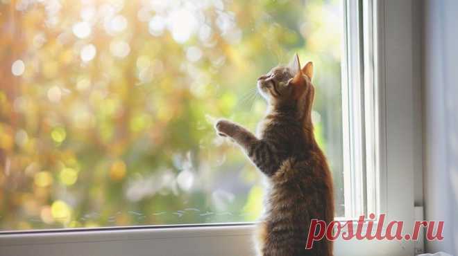 Зачем кошки иногда стоят 
