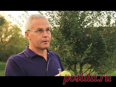 Как Приготовить Вино Сидор | Рецепты найдены