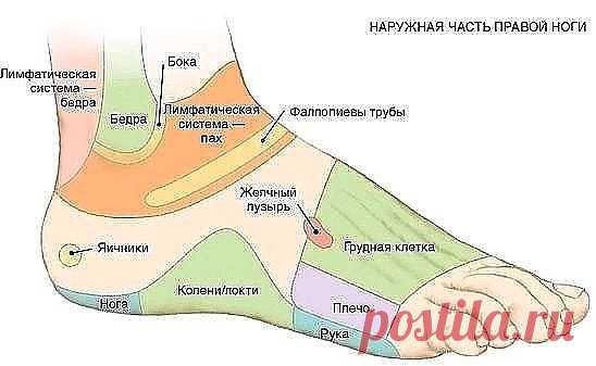 7 АКТИВНЫХ ТОЧЕК НА СТОПЕ ВЕРНУТ ВАС К ЖИЗНИ ЗА ПАРУ МИНУТ!
 
1. Массируя большой палец ноги, вы воздействуете на гипоталамус. Это очень полезно людям, которые страдают избыточным весом, — нажатия на эту точку помогают контролировать аппетит, способствуют естественному похудению.
 
2. В центре большого пальца находится точка, отвечающая за работу гипофиза — главной гормональной железы. Никакой гормональный дисбаланс вам не будет страшен, если уделять этой точке достаточно ...