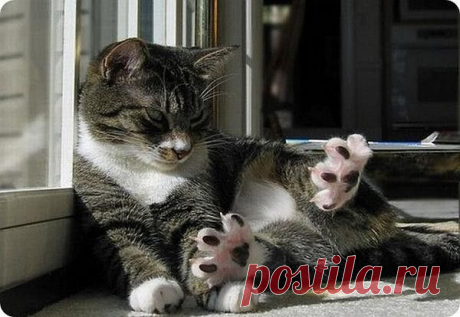10 самых необычных кошачьих повадок