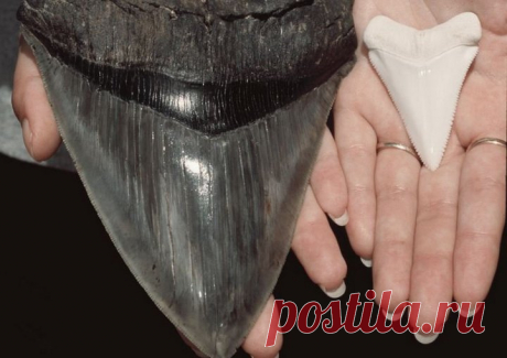 Реальные Годзиллы: вымершие виды, поражающие воображение