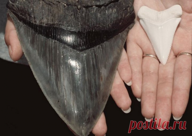 Реальные Годзиллы: вымершие виды, поражающие воображение