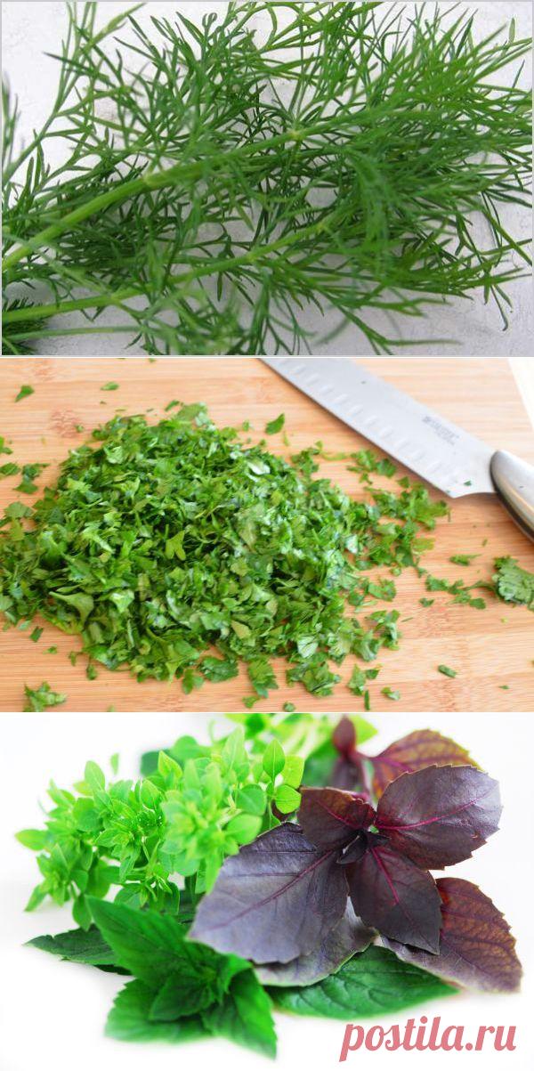 Целебная зелень - петрушка польза, свойства кинзы, розмарин выращивание