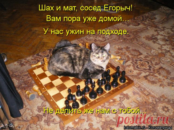 Котоматрица: Случайные котоматрицы