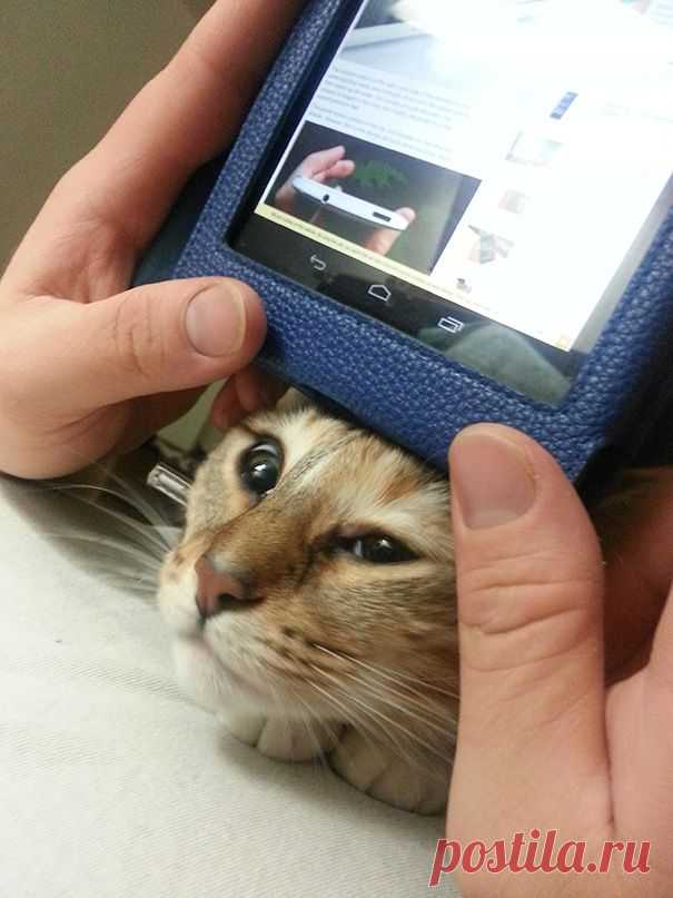 22 Чумовых Кота, Которые Плевать Хотели На Ваше Личное Пространство))))