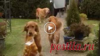 Когда женщина пришла домой, ее питомцы устроили ей невероятную встречу