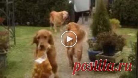 Когда женщина пришла домой, ее питомцы устроили ей невероятную встречу