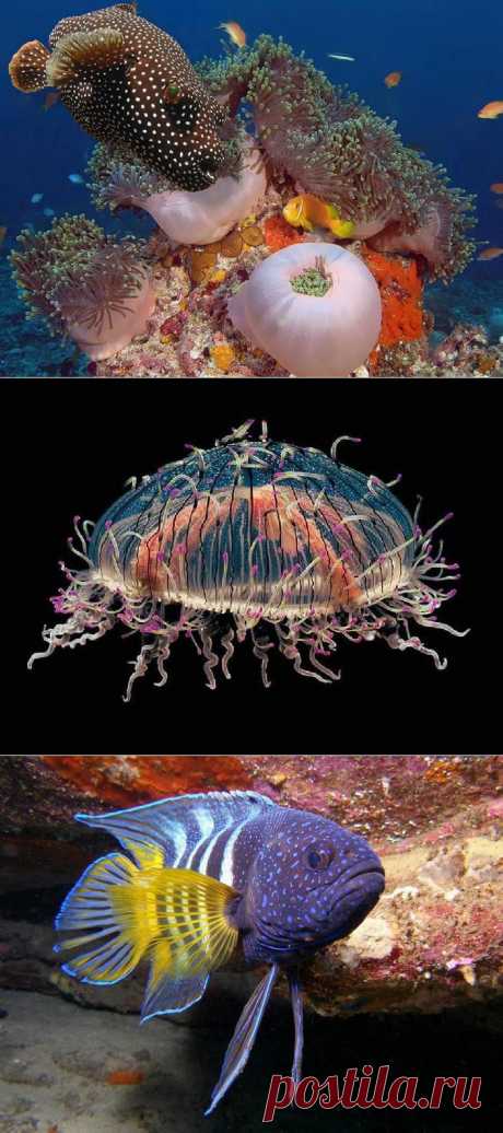 В Эйлате (курорт в Израиле), под водой