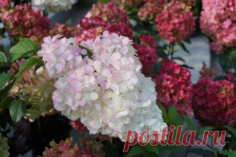 Начинаем готовить Гортензии к зиме, важно не пропустить главные мероприятия! | Домик окнами в сад | Яндекс Дзен
