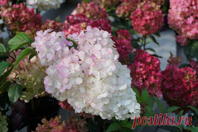 Начинаем готовить Гортензии к зиме, важно не пропустить главные мероприятия! | Домик окнами в сад | Яндекс Дзен