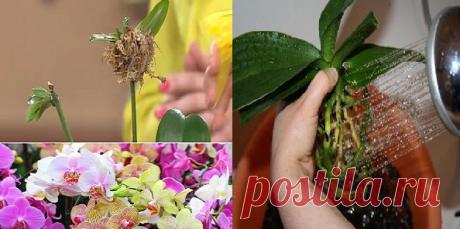 Вот это поворот! Секреты рассадки орхидей: как превратить 1 растение в 100. А это, оказывается, очень просто!