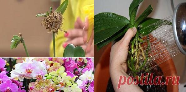 Вот это поворот! Секреты рассадки орхидей: как превратить 1 растение в 100. А это, оказывается, очень просто!