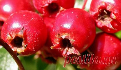 Лекарственные свойства настойки боярышника