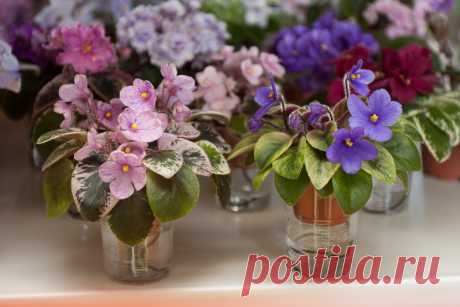 РАСПРОСТРАНЕННЫЕ ОШИБКИ ПРИ РАЗМНОЖЕНИИ ФИАЛКИ ЛИСТОМ Среди самых настоящих Цветоманов, и просто любителей комнатных растений часто бывают ситуации когда из гостей мы уносим новый листочек приглянувшейся нам фиалки, но вот беда - он либо очень медленно укореняется, либо - не укореняется совсем. И иногда это происходит из-за самых...