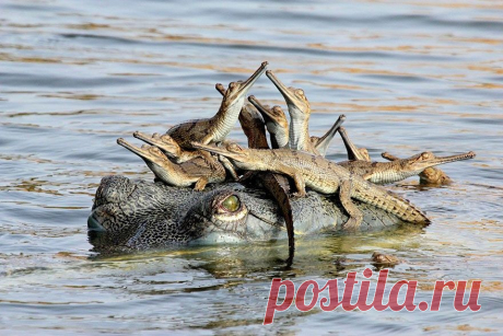 Эти животные научат быть хорошими родителями