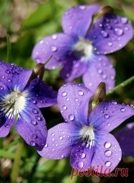 gielgiu_PwA.jpg (363×494)