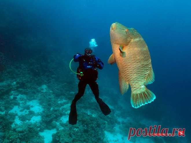 Дайвинг в Хургаде | Дайверы | Открыли сезон.