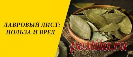 Лавровый лист: польза и вред для здоровья организма Лавровый лист: история и состав, польза и вред для здоровья, применение в медицине, косметологии и кулинарии.
