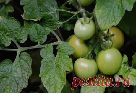 Эти продукты, которые вы видите и едите практически ежедневно - ядовиты