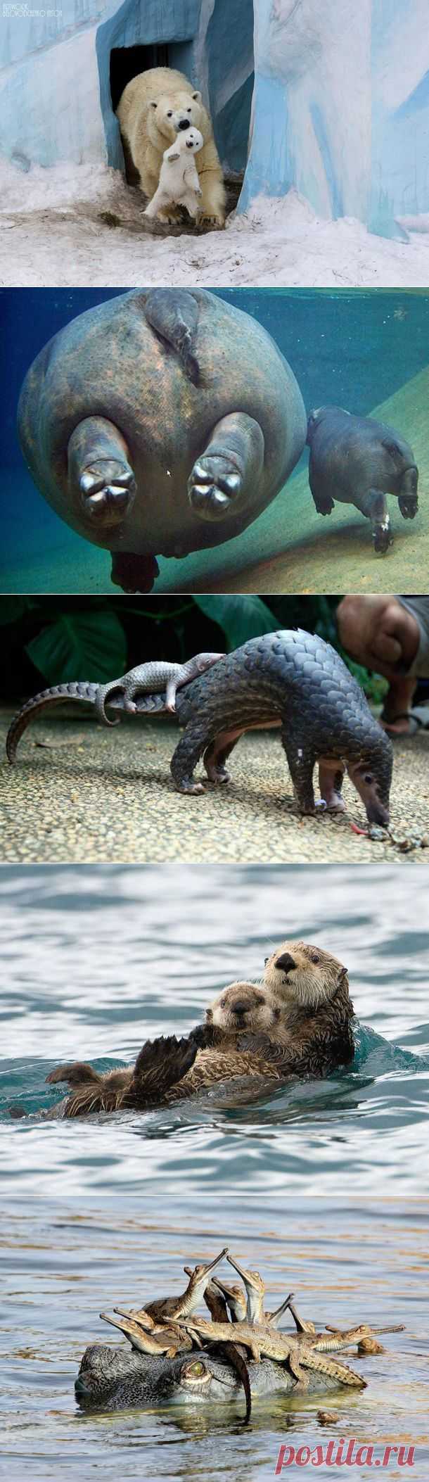 Как животные заботятся о детёнышах - ЛЮБИМЫЕ ФОТО